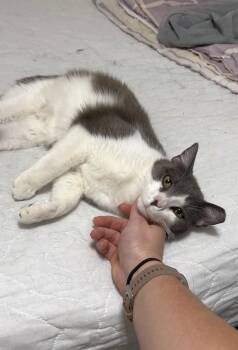 Winter -  Domestic Short Hair Cat for Adoption in Lubbock, Texas - Winter | PetCurious