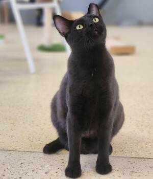 Rescue Domestic Short Hair Cats for Adoption in Glendale, Arizona - Spike | PetCurious
