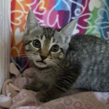 Winnie -  Domestic Short Hair Cat Available for Adoption - Winnie | PetCurious