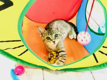 Tibbit -  Domestic Short Hair Cat Available for Adoption in Alafaya, Florida - Tibbit | PetCurious