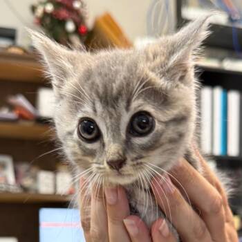 Jethro -  Domestic Short Hair Cat for Adoption in Jacksonville, Arkansas - Jethro | PetCurious