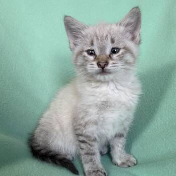Dani -  Siamese and Domestic Short Hair Cat for Adoption in Nashville, Tennessee - Dani | PetCurious