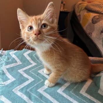 Peachy Keen -  Domestic Short Hair Cat for Adoption in Candler, North Carolina - Peachy Keen | PetCurious