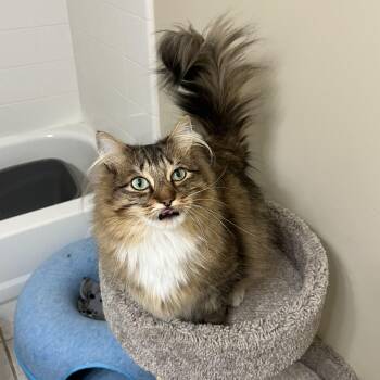 Odie -  Domestic Long Hair Cat for Adoption in Duluth, Georgia - Odie | PetCurious