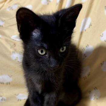 Pierce -  Domestic Short Hair Cat for Adoption in Spokane, Washington - Pierce | PetCurious