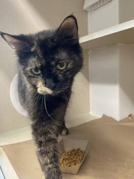 Twilight -  Domestic Short Hair Cat for Adoption in Bellevue, Washington - Twilight | PetCurious