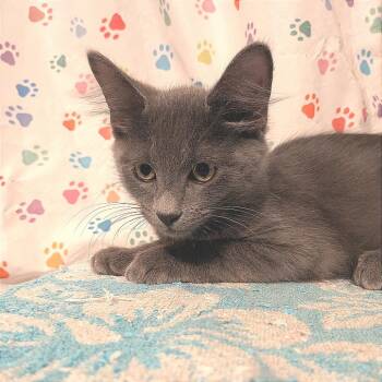 Chandler -  Domestic Medium Hair Cat for Adoption in Baltimore, Maryland - Chandler | PetCurious