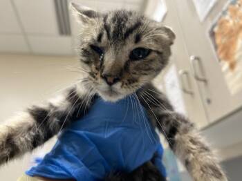 Rescue Domestic Short Hair Cats for Adoption in Las Vegas, Nevada - SUTTON | PetCurious