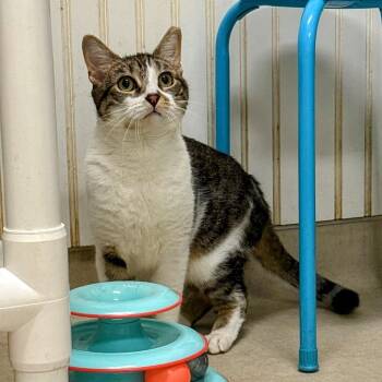 Domestic Short Hair Cats Available for Adoption - 25-15 Pearl | PetCurious