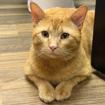 Domestic Short Hair Cats Available for Adoption in Murfreesboro, Tennessee - Pie | PetCurious