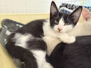 Domestic Short Hair Cats Available for Adoption - 26-07 Glitz | PetCurious