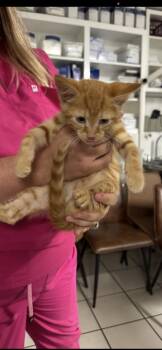 Jimmy -  Domestic Short Hair Cat for Adoption in Marietta, Georgia - Jimmy | PetCurious