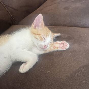 Tabby Cats Available for Adoption in Wyandotte, Michigan - Nico | PetCurious