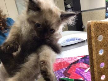 CRAB RANGOON -  Domestic Short Hair Cat for Adoption in Riverside, California - CRAB RANGOON | PetCurious