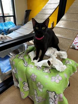 Domestic Short Hair Cats Available for Adoption in Lake Dallas, Texas - Jazzy | PetCurious
