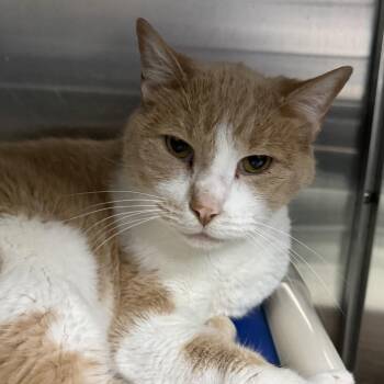 Domestic Short Hair Cats Available for Adoption in Marion, Virginia - Tango | PetCurious