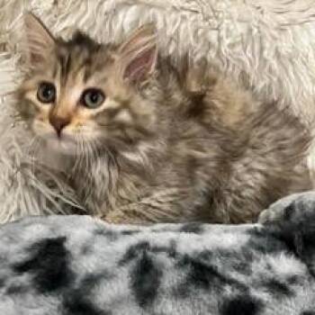 Tabby Cats Available for Adoption - Narnia--Adoptable With Bonded Companion, Xanadu | PetCurious