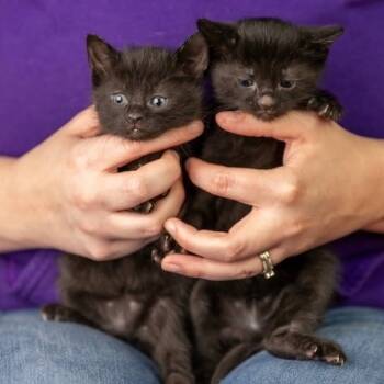 Rescue Domestic Short Hair Cats for Adoption in Mount Vernon, Indiana - Parsley | PetCurious