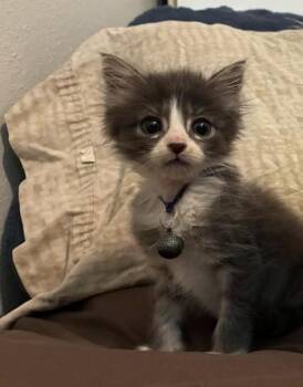 SLATE -  Domestic Short Hair Cat for Adoption in Houston, Texas - SLATE | PetCurious