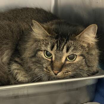 Missy -  Domestic Long Hair Cat for Adoption in Gloucester, Virginia - Missy | PetCurious