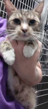 Sky -  Domestic Short Hair Cat Available for Adoption in Henderson, North Carolina - Sky | PetCurious
