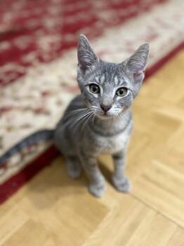 Domestic Short Hair Cats Available for Adoption - Cove (and Mako) | PetCurious