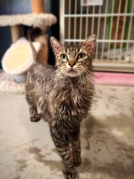 Domestic Long Hair Cats Available for Adoption in Los Angeles, California - Corbin | PetCurious