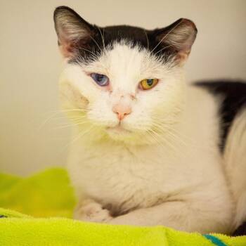 Domino Van Morrison -  Domestic Short Hair Cat for Adoption in Kennett Square, Pennsylvania - Domino Van Morrison | PetCurious