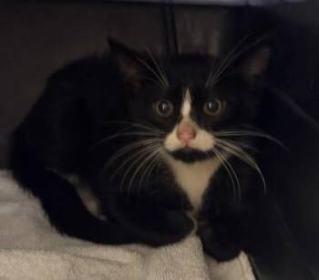 Erik -  Domestic Short Hair Cat for Adoption in Honolulu, Hawaii - Erik | PetCurious