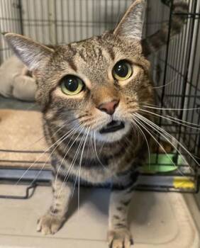 Rascal -  Domestic Short Hair Cat for Adoption in Bloomsburg, Pennsylvania - Rascal | PetCurious