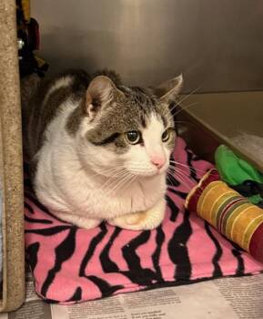 Domestic Short Hair Cats Available for Adoption in Peoria, Illinois - OTTIS | PetCurious