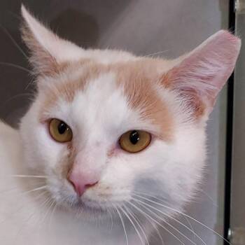 Dreamsicle -  Domestic Short Hair Cat for Adoption in Dayton, Ohio - Dreamsicle | PetCurious