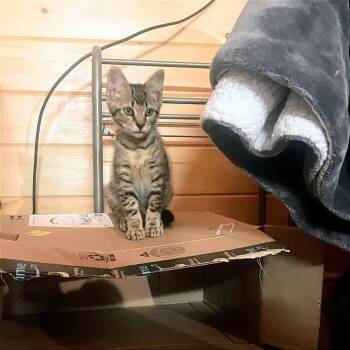 Carter 2 -  Domestic Short Hair Cat for Adoption in Cumming, Georgia - Carter 2 | PetCurious
