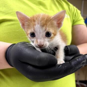 Meowth -  Domestic Short Hair Cat for Adoption in Pauls Valley, Oklahoma - Meowth | PetCurious