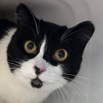 Nony -  Domestic Short Hair Cat for Adoption in Manhattan, Kansas - Nony | PetCurious