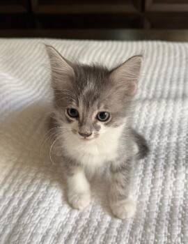 Gouda - Cheese Litter -  Tabby Cat for Adoption in Anthem, Arizona - Gouda - Cheese Litter | PetCurious