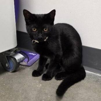 Rose -  Domestic Medium Hair Cat for Adoption in Rossville, Tennessee - Rose | PetCurious