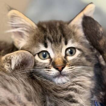 Mary (26-4M-1) -  Domestic Medium Hair Cat for Adoption in Rifle, Colorado - Mary (26-4M-1) | PetCurious