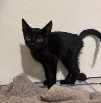 Rescue Domestic Short Hair Cats for Adoption in Ewa Beach, Hawaii - Mira | PetCurious
