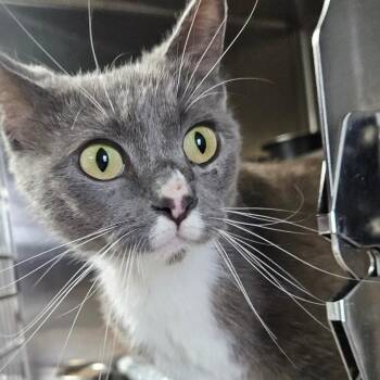 Domestic Short Hair Cats Available for Adoption in Independence, Kansas - Smokey | PetCurious
