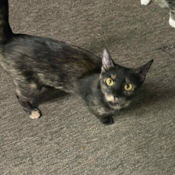 Rescue Tortoiseshell and Domestic Short Hair Cats for Adoption in Antioch, California - Brooklyn | PetCurious