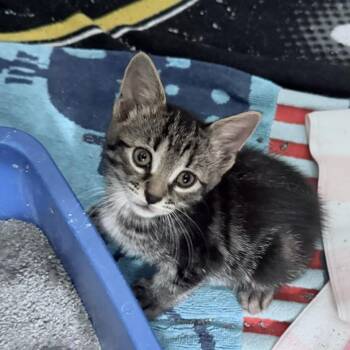 Nora -  Domestic Short Hair Cat for Adoption in East Hanover, New Jersey - Nora | PetCurious