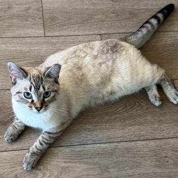 Rescue Domestic Medium Hair Cats for Adoption in Chicago, Illinois - Brooklyn | PetCurious