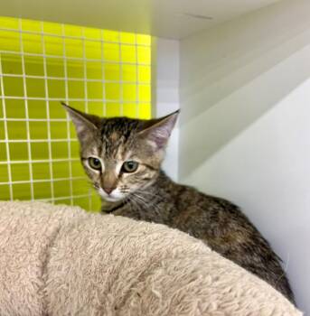 Koh Ker -  Domestic Short Hair Cat for Adoption in Fort Lupton, Colorado - Koh Ker | PetCurious