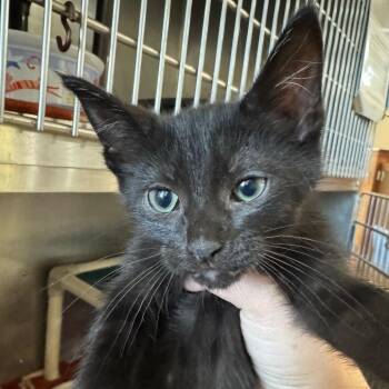 Nan -  Domestic Short Hair Cat for Adoption in Pekin, Illinois - Nan | PetCurious