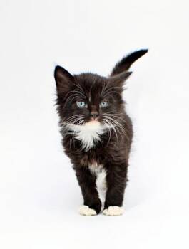 Domestic Short Hair Cats Available for Adoption in Morton Grove, Illinois - Relic | PetCurious