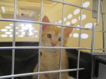 A383645 -  Domestic Short Hair Cat for Adoption in Ocala, Florida - A383645 | PetCurious