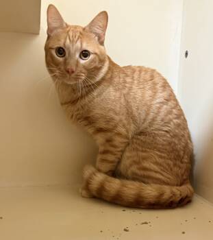 Rescue Domestic Short Hair Cats for Adoption in Hays, Kansas - BoxBox | PetCurious