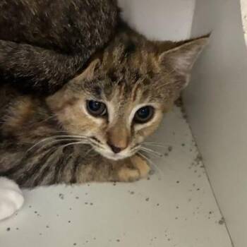 Scarlet -  Domestic Short Hair Cat for Adoption in Jeffersonville, Indiana - Scarlet | PetCurious