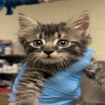 Feather -  Domestic Short Hair Cat for Adoption in Grantsville, Utah - Feather | PetCurious